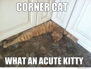 corner-cat-meme